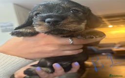 Dachshund dogs for sale: Kc Standard Wire Haired Dachshund Puppies - Image 6