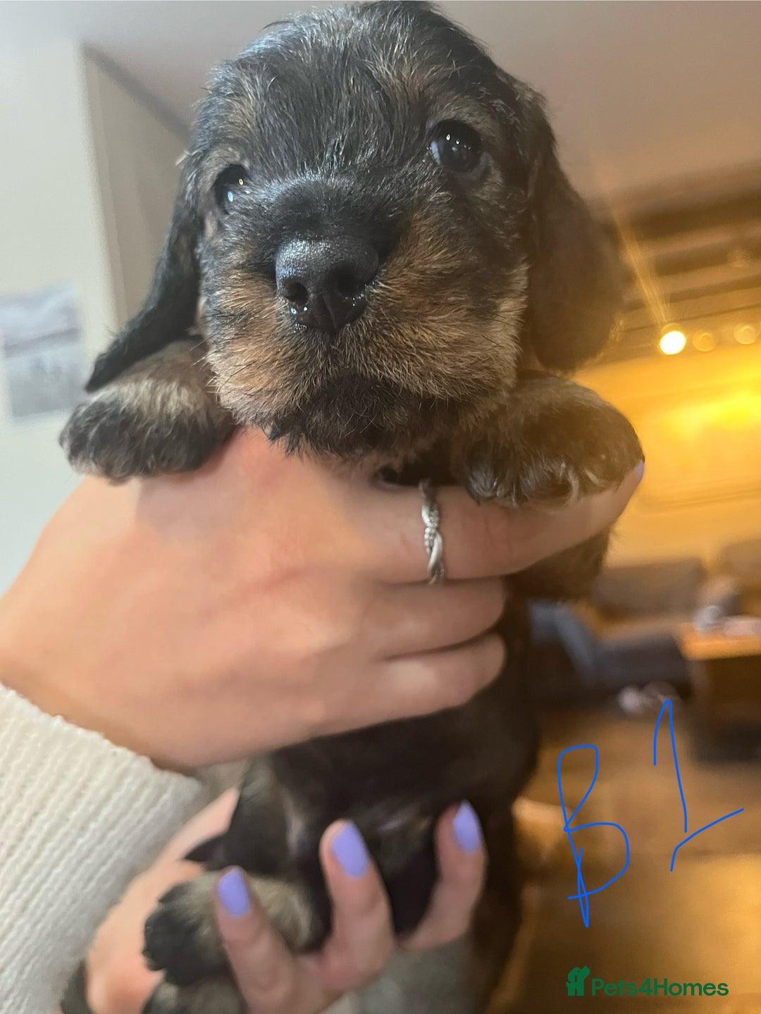 Dachshund dogs for sale: Kc Standard Wire Haired Dachshund Puppies - Image 6