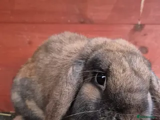 Mini Lop rabbits Mini Lop - Advert 1