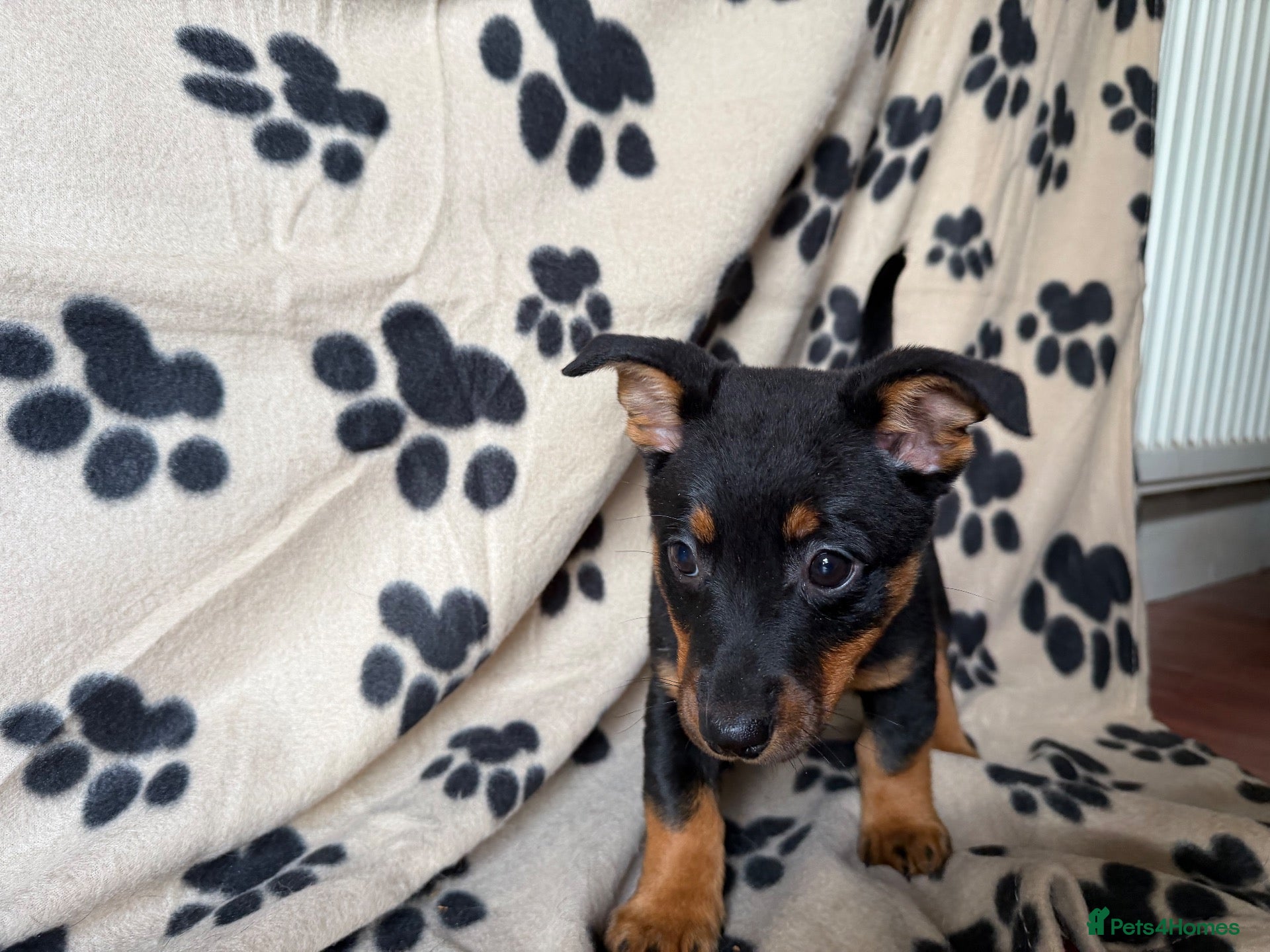 Lancashire Heeler dogs for sale: 2 left .KC Lancashire Heeler Black & Tan Puppy’s  - Advert 2