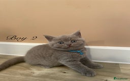 British Shorthair cats for sale: 💎 lilac British Shorthair kittens for reserve ✨ - Image 5