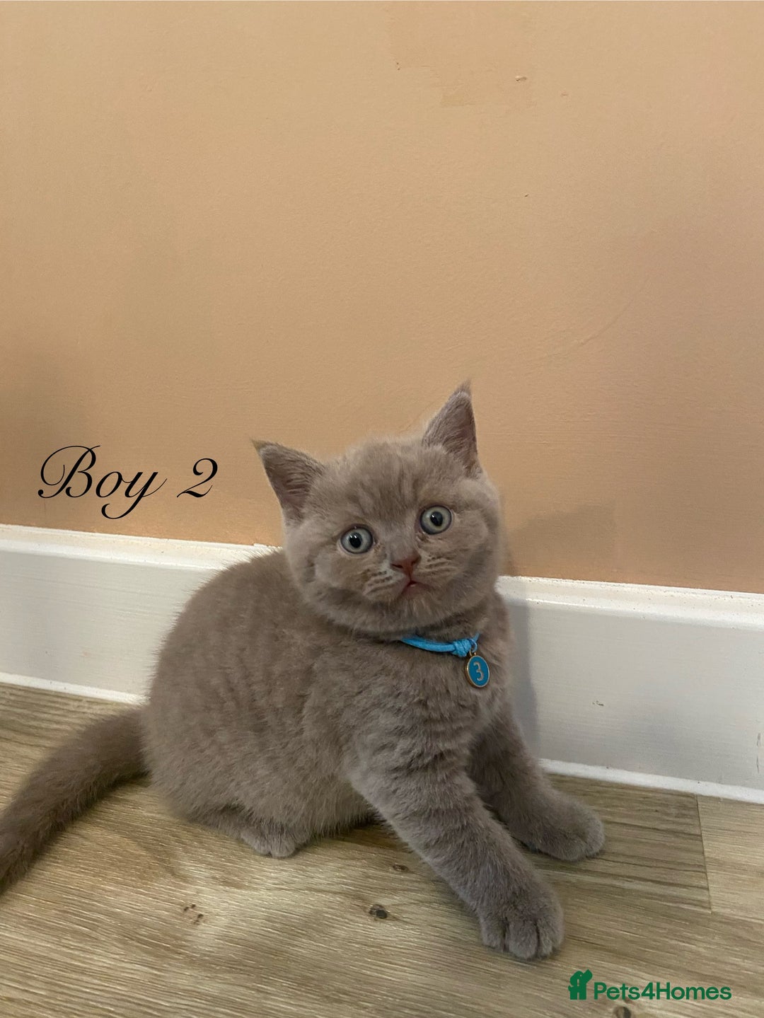 British Shorthair cats for sale: 💎 lilac British Shorthair kittens for reserve ✨ - Image 5