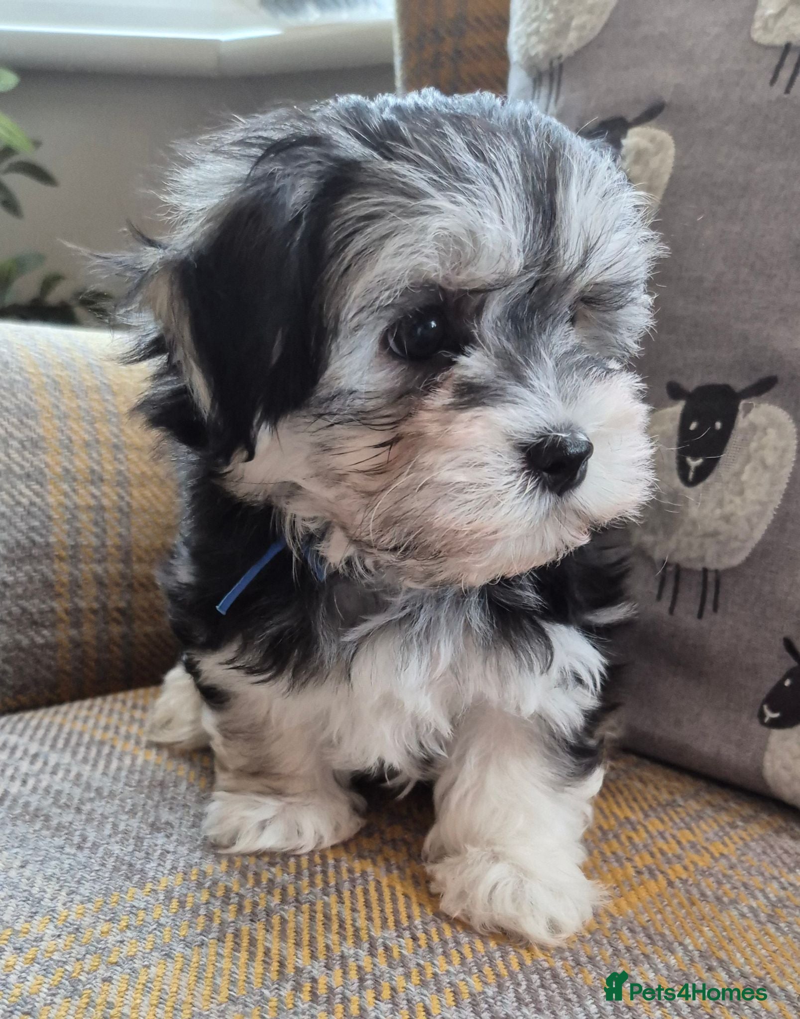 Maltese dogs Maltese/Havanese Puppies  - Advert 1