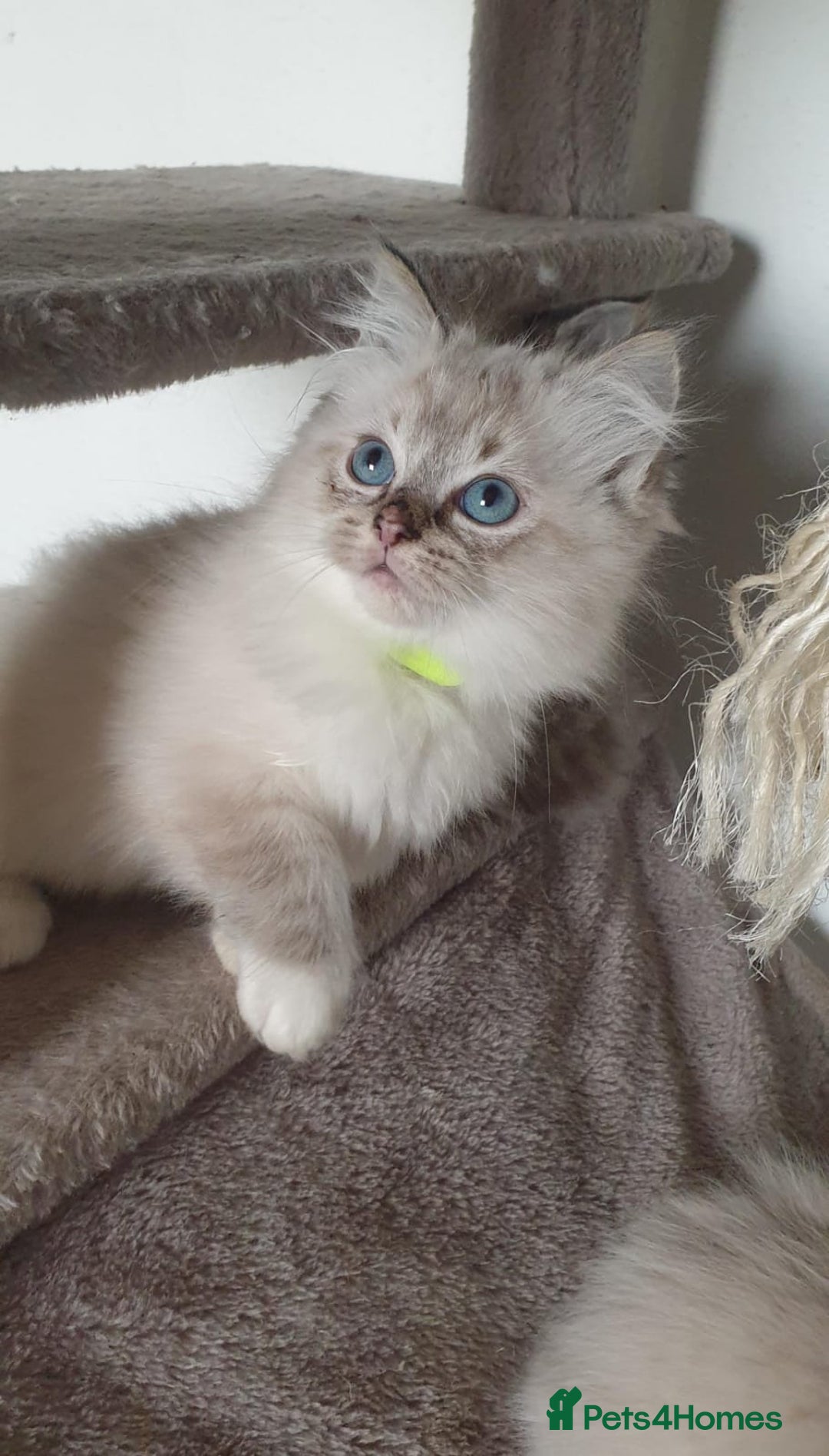 Ragdoll cats for sale: Stunning GCCF Registered Ragdoll Kittens. - Advert 25