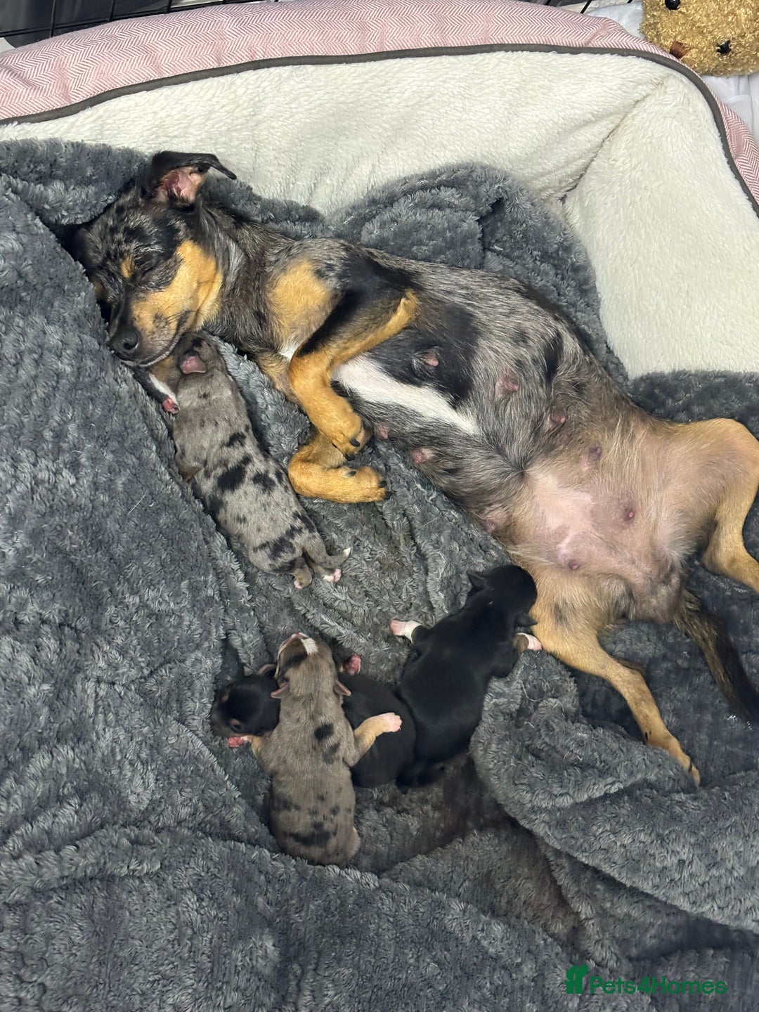 Jack Russell dogs for sale: Merle and black & tan Jack Russell  - Image 14
