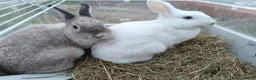 Dutch rabbits for sale: Darling Beautiful Girl - Advert 7