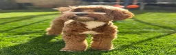 Goldendoodle dogs for sale: Red and White Miniature Doodles Licensed  - Advert 24