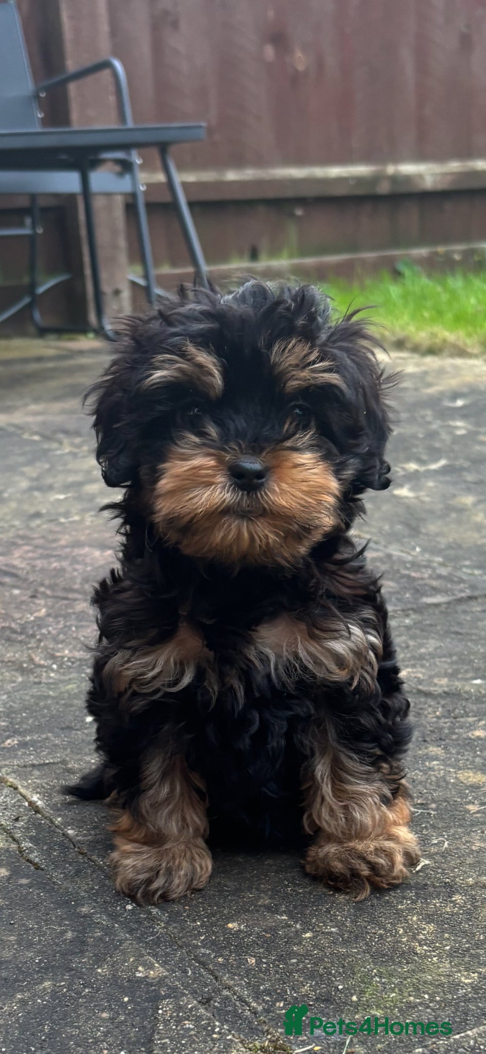 Cockapoo dogs Gorgeous cockapoo puppy  - Advert 1