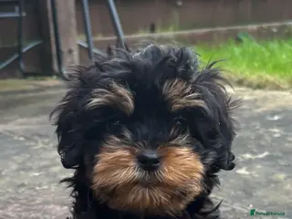 Cockapoo dogs Gorgeous cockapoo puppy - Advert 1