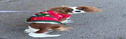 Cavalier King Charles Spaniel dogs for sale: Cavalier King Charles spaniel male 17 months  - Advert 4