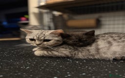 British Shorthair cats for sale: RARE COLOUR PURE PEDIGREE BSH KITTENS.2 BOYS LEFT. - Image 5