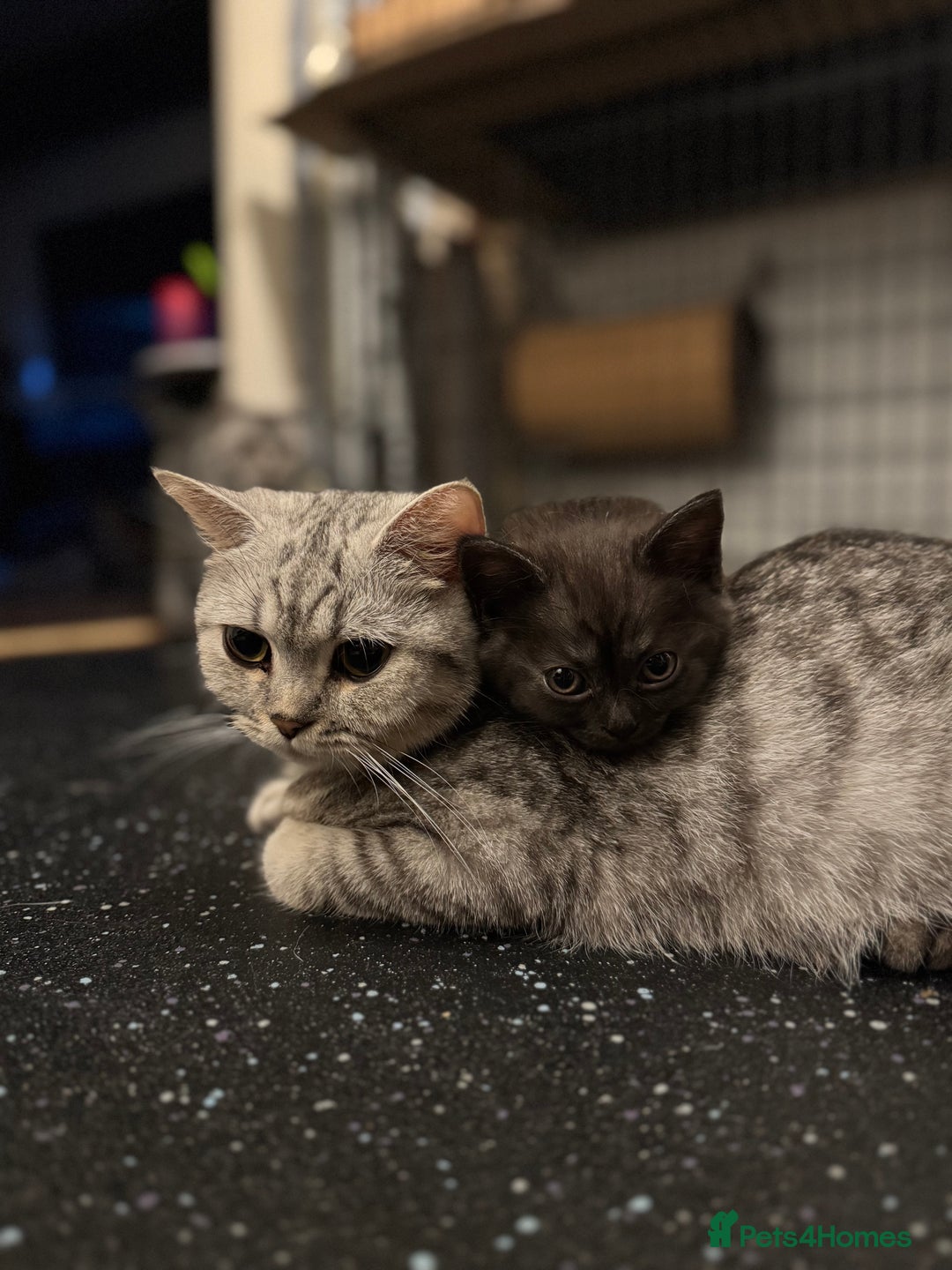 British Shorthair cats for sale: RARE COLOUR PURE PEDIGREE BSH KITTENS.2 BOYS LEFT. - Image 5