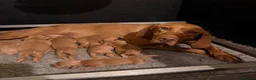 Hungarian Vizsla dogs for sale: KC Reg Hungarian Vizsla Pups Health Tested Parents - Advert 2