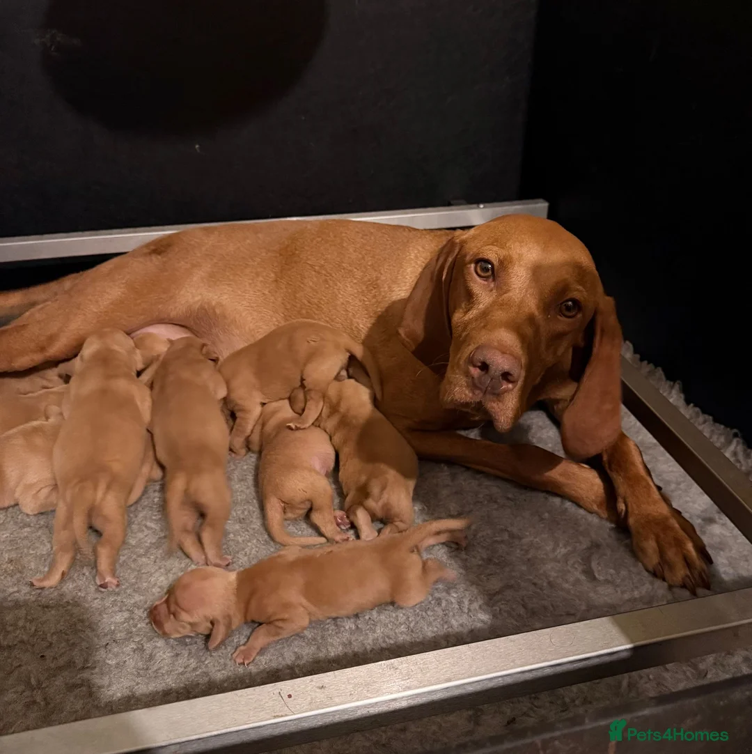 Hungarian Vizsla dogs for sale: KC Reg Hungarian Vizsla Pups Health Tested Parents - Advert 2