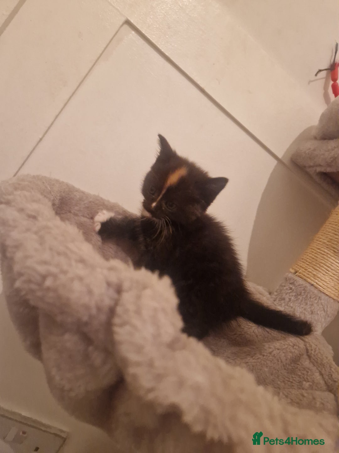 Mixed Breed cats for sale: Mixed Breed - Advert 2