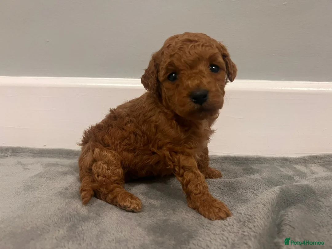 Mixed Breed dogs for sale: 🐩Asian Line Poodles-Fox Red, Apricot 🐩  - Advert 17