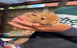 Rex rabbits for sale: Rex cross Mini Lop  - Image 12