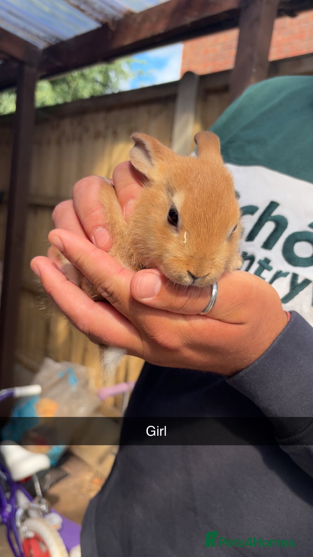 Rex rabbits for sale: Rex cross Mini Lop  - Image 12
