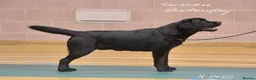 Labrador Retriever dogs for sale: Beautiful Labrador Puppies - KC Registered  in Luton - Advert 6