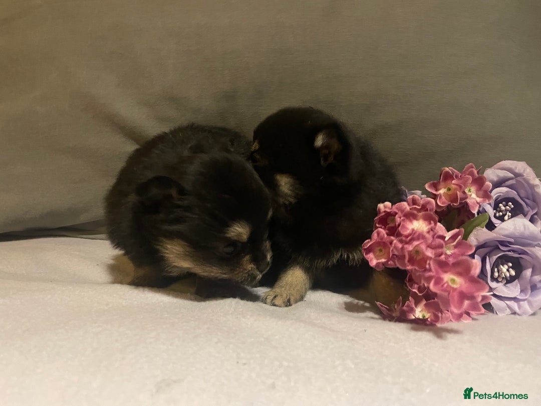 Pomchi dogs for sale: Miniature Pomchi puppies for sale - Advert 4