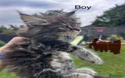Maine Coon cats for sale: Maine coon kittens  - Image 5