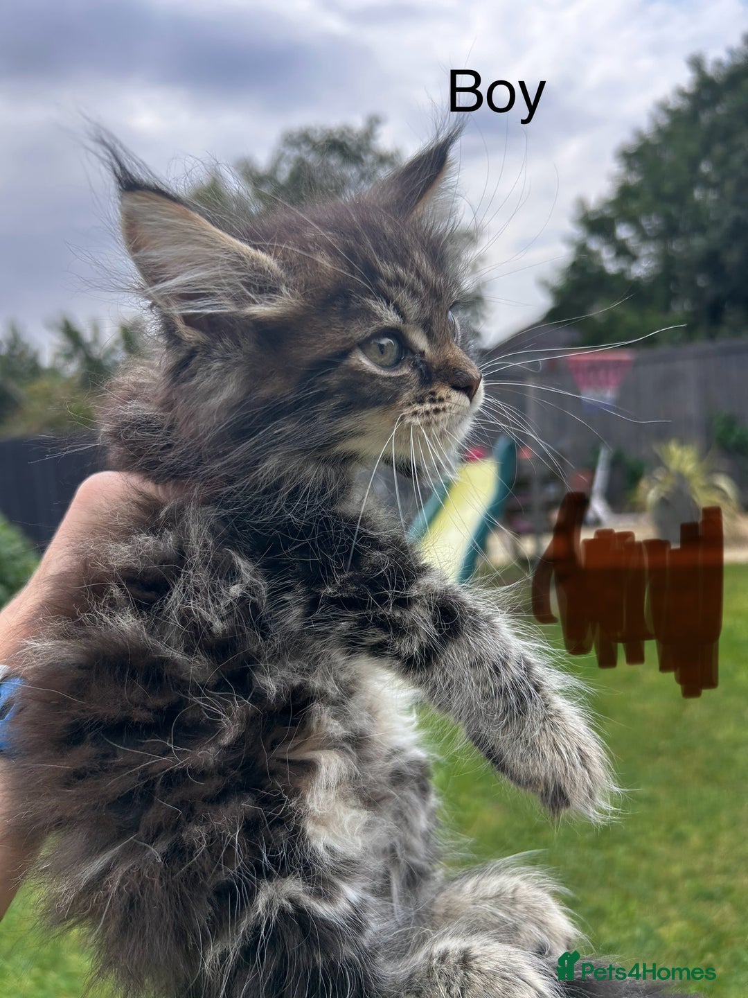 Maine Coon cats for sale: Maine coon kittens  - Image 5