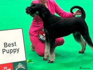 Giant Schnauzer dogs - Advert 1
