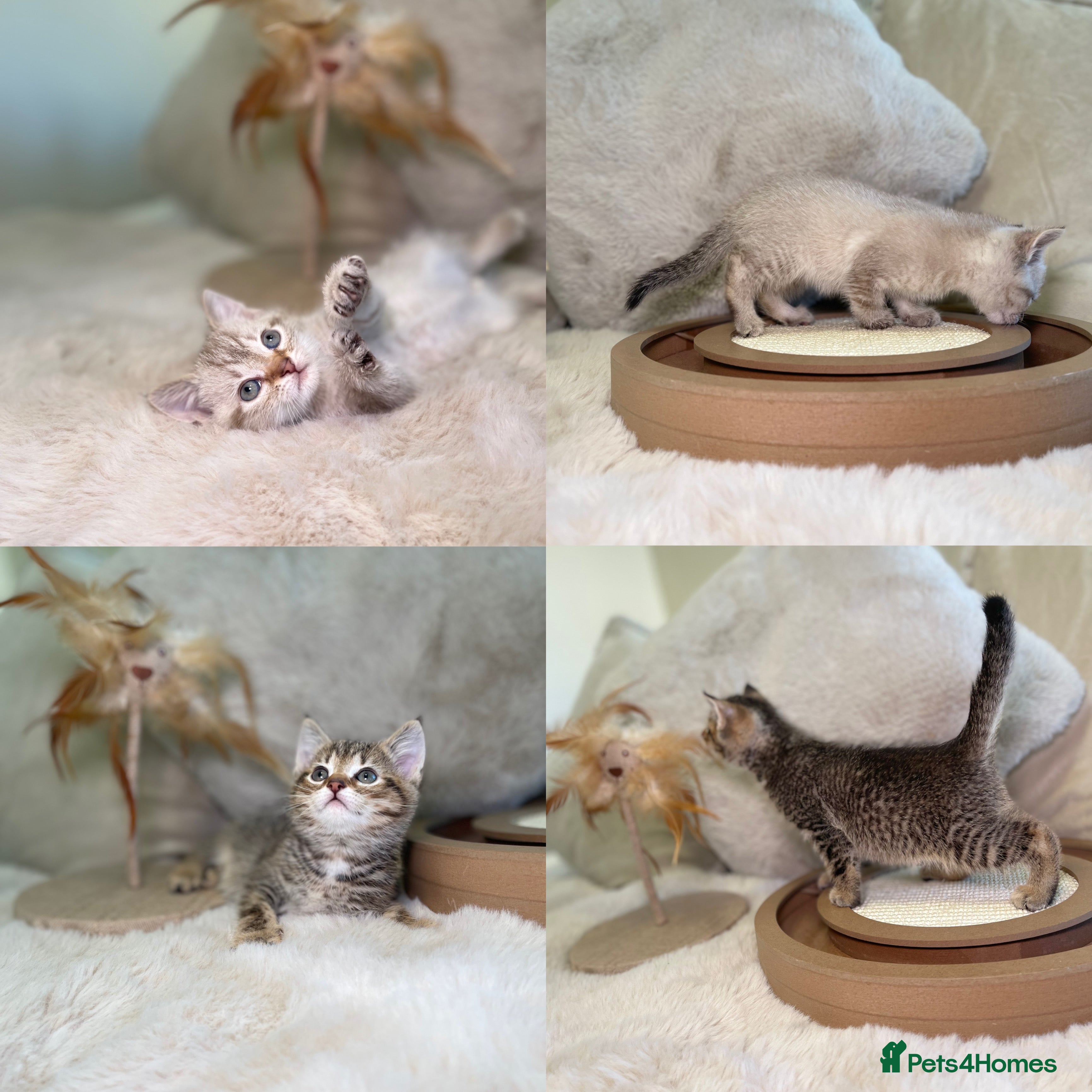 Mixed Breed cats Stunning kittens 8 weeks old ready now  - Advert 15