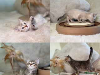 Mixed Breed cats Stunning kittens 8 weeks old ready now - Advert 15