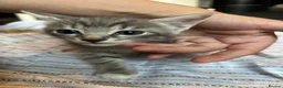 Mixed Breed cats for sale: 6 lovely kittens for adoption  - Advert 9