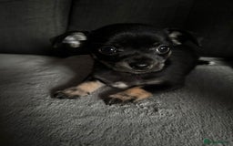 Chihuahua dogs for sale: Chihuahua Puppies For Sale Eastbourne  - Image 12