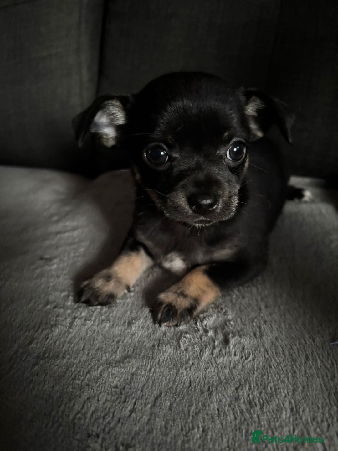 Chihuahua dogs for sale: Chihuahua Puppies For Sale Eastbourne  - Image 12