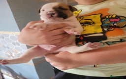 American Bulldog dogs for sale: American bulldogs  - Image 11