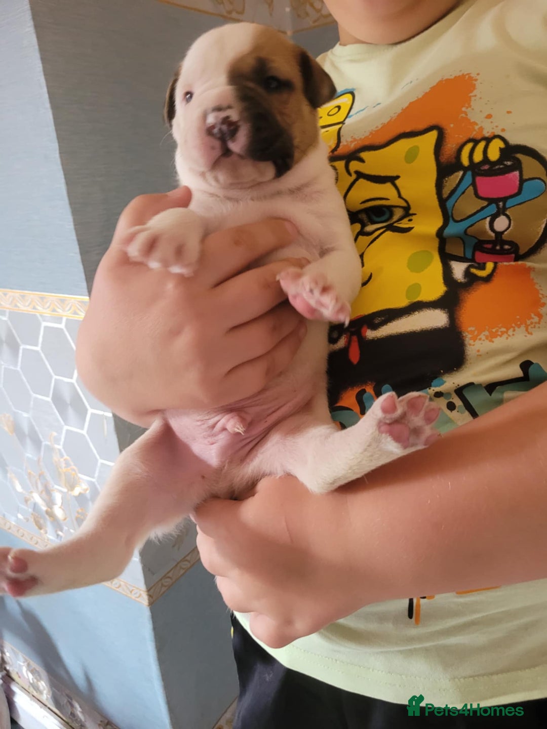 American Bulldog dogs for sale: American bulldogs  - Image 11