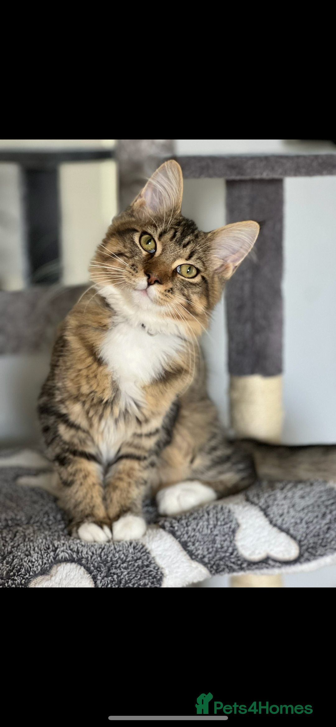 Maine Coon cats for sale: Dolly - Image 2