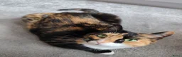 Domestic Shorthair cats for sale: CHOCO IN NEED OF EMERGENCY REHOMING in Liverpool - Advert 2