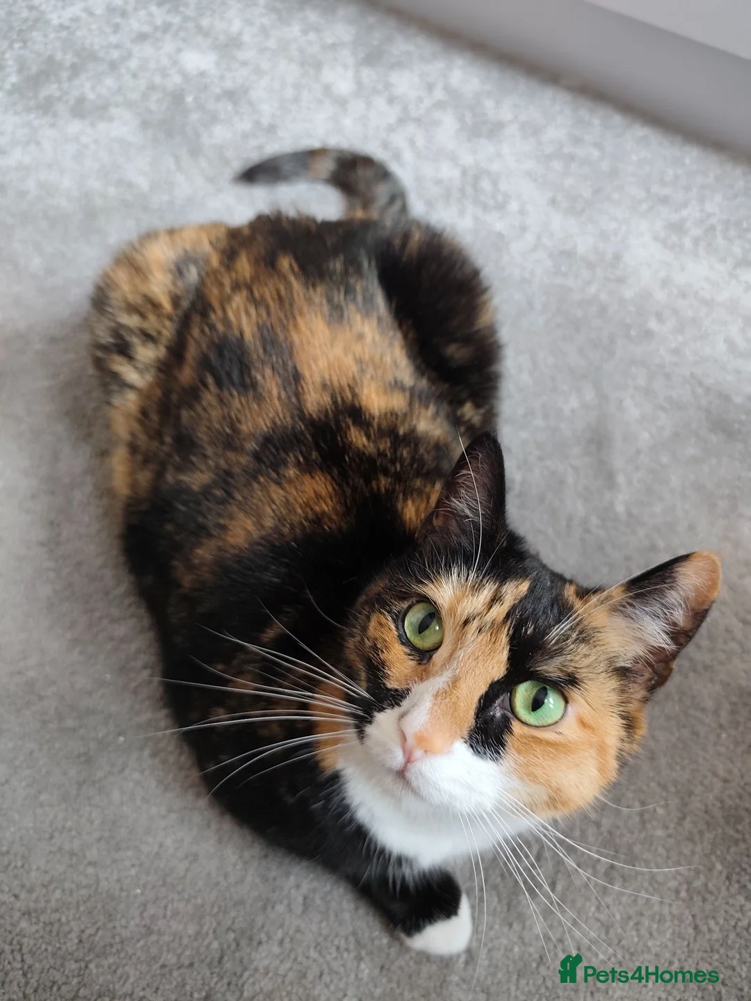 Domestic Shorthair cats for sale: CHOCO IN NEED OF EMERGENCY REHOMING in Liverpool - Advert 2