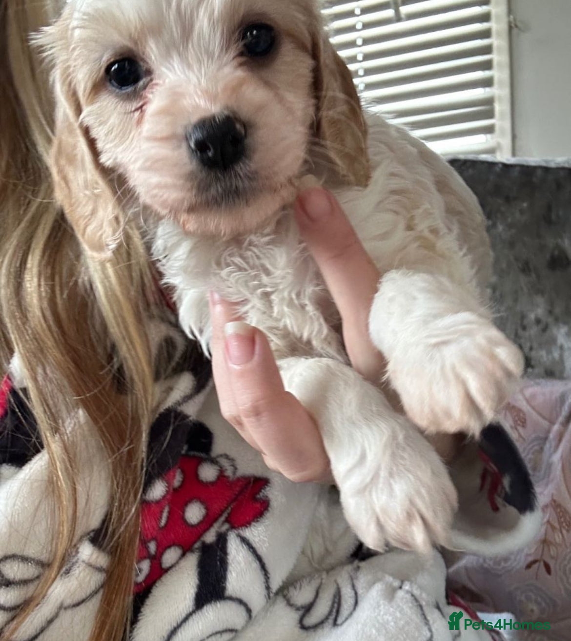 Mixed Breed dogs READY IN 10 DAYS Apricot Cockapoo puppies 1 LEFT - Advert 1