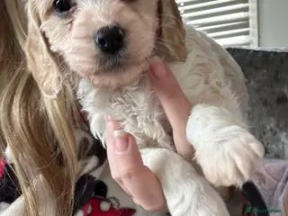 Mixed Breed dogs READY IN 10 DAYS Apricot Cockapoo puppies 1 LEFT - Advert 10
