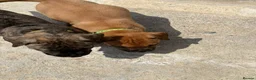 Presa Canario dogs for sale: 7 Gorgeous Chunky Presa Canarios For Sale - Advert 4