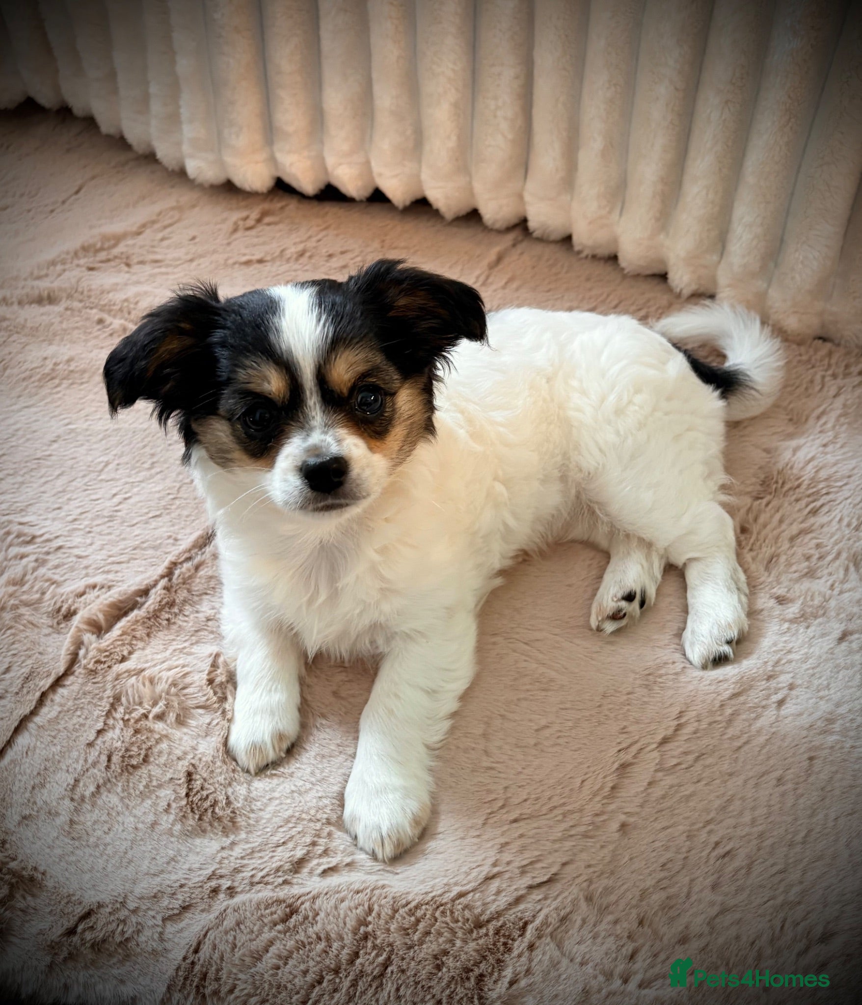 Chihuahua dogs Female 12 week old chihuahua puppy  - Advert 1