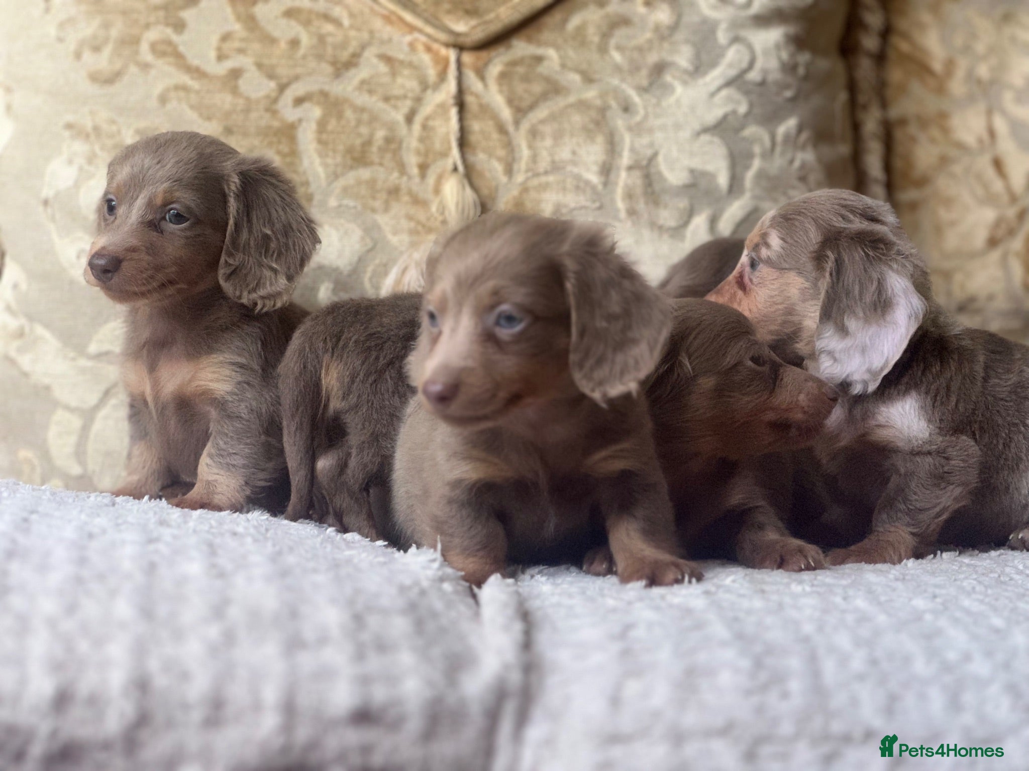 Miniature Dachshund dogs PUPPYS AVAILABLE view now 😍😍 - Advert 16