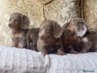 Miniature Dachshund dogs PUPPYS AVAILABLE view now 😍😍 - Advert 16