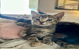 Mixed Breed cats for sale: Beautiful kittens - Image 1