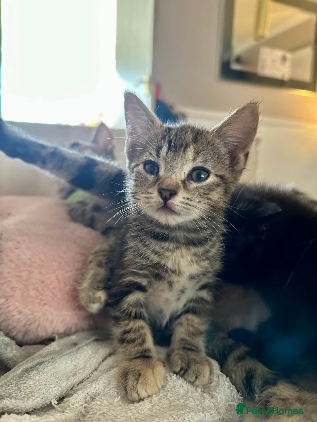 Mixed Breed cats for sale: Beautiful kittens - Image 1