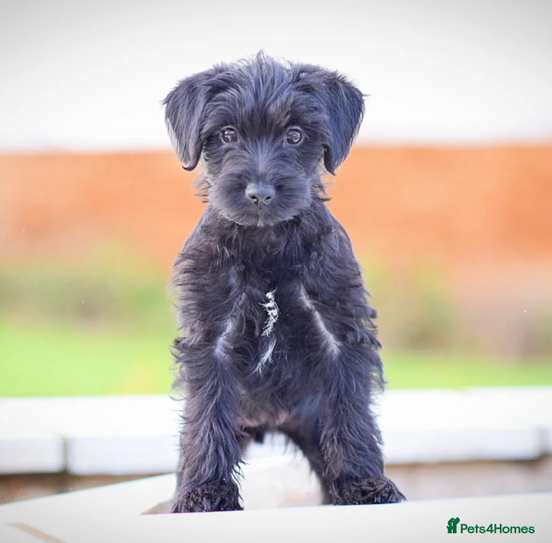 Mixed Breed dogs for sale: Council approved 5⭐️Rated Licensed Registered  - Advert 12