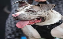 Alapaha Blue Blood Bulldog dogs for sale: Blue Merle with one blue and one green eye Female - Advert 17