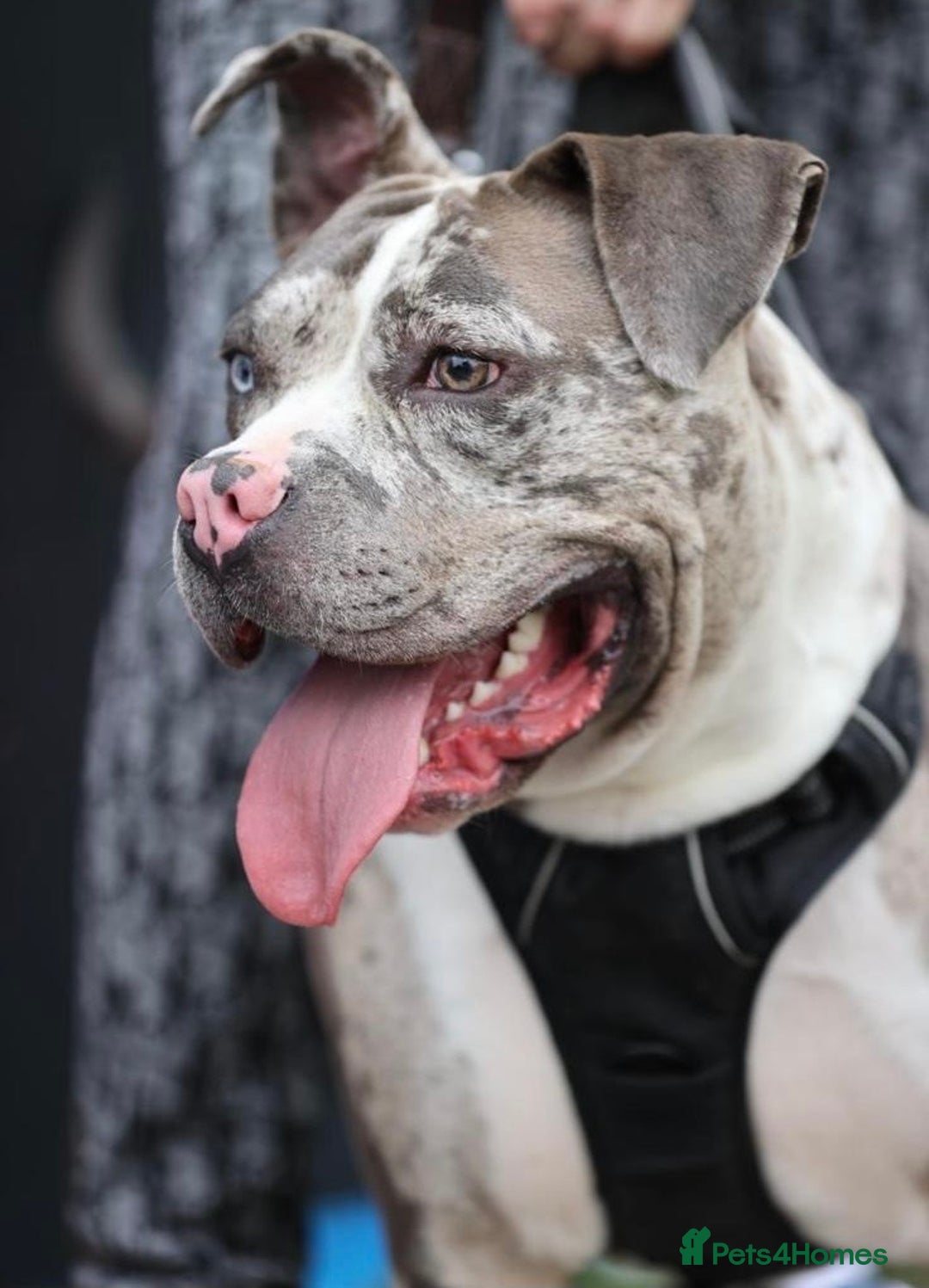 Alapaha Blue Blood Bulldog dogs for sale: Blue Merle with one blue and one green eye Female - Advert 17