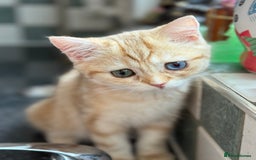 British Shorthair cats for sale: GCCF reg BSH Chocolate Golden Odd Eyes Last Male in London - Image 32