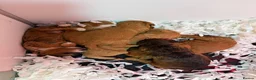 Cockapoo dogs for sale: F1 Cockapoo litter available  #DNA Health tested# - Advert 15